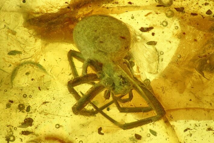 Detailed Fossil Spider (Araneae) in Baltic Amber #234477